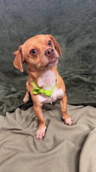 Chihuahua Dogs Available for Adoption in Knoxville, Tennessee - Kevin | PetCurious