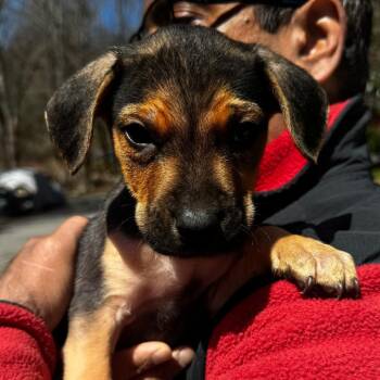 English Bulldog and Mixed Breed Dogs Available for Adoption in Stormville, New York - NY Sheldon AvaIl Apr 18 (Tractor Supply Patterson NY) | PetCurious