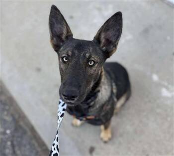 Rescue German Shepherd Dog Dogs for Adoption in Stockton, California - ALMOND | PetCurious