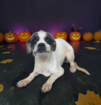 Cupcake -  Terrier Dog for Adoption in Dallas, Georgia - Cupcake | PetCurious