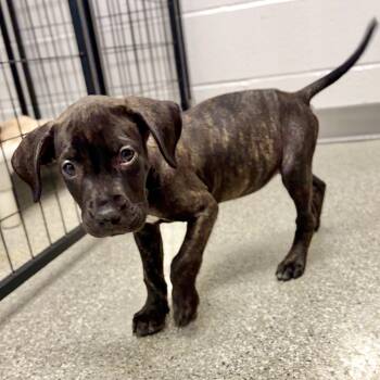 Sleepy -  Mastiff and Pit Bull Terrier Dog for Adoption in Fullerton, Pennsylvania - Sleepy | PetCurious