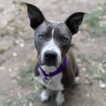 Pit Bull Terrier Dogs Available for Adoption in Los Angeles, California - Ashland | PetCurious