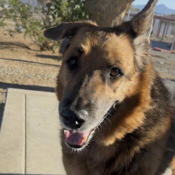 Raven -  German Shepherd Dog Dog for Adoption in Pahrump, Nevada - Raven | PetCurious