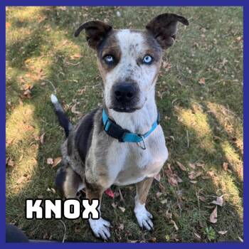 Knox -  Catahoula Leopard Dog and Pit Bull Terrier Dog for Adoption in Glenwood, Minnesota - Knox | PetCurious