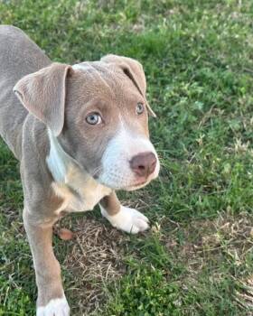 Shepherd and Pit Bull Terrier Dogs Available for Adoption in Broken Arrow, Oklahoma - Hopper | PetCurious