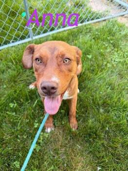 Anna -  Pit Bull Terrier and Mixed Breed Dog for Adoption in Hillsboro, Ohio - Anna | PetCurious