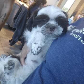 Chewie -  Shih Tzu Dog for Adoption in Las Vegas, Nevada - Chewie | PetCurious