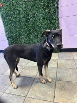 61658843 -  Mixed Breed Dog for Adoption in El Paso, Texas - 61658843 | PetCurious