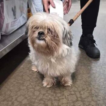 Never Stop The Flop -  Mixed Breed Dog for Adoption in Davenport, Iowa - Never Stop The Flop | PetCurious