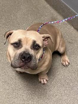 PHOEBE -  Pit Bull Terrier Dog for Adoption in Las Vegas, Nevada - PHOEBE | PetCurious