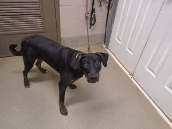 Rescue Labrador Retriever Dogs for Adoption in Hopkinsville, Kentucky - Schmitt | PetCurious