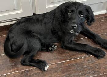 Portuguese Water Dog Dogs Available for Adoption in Fort Worth, Texas - Jesse | PetCurious