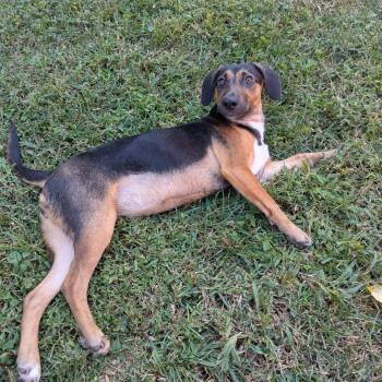 Eleanor -  Mixed Breed Dog for Adoption in Durham, North Carolina - Eleanor | PetCurious