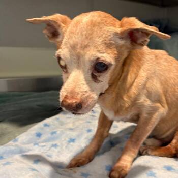 IVHS-Stray-141926 -  Chihuahua Dog for Adoption in San Gabriel, California - IVHS-Stray-141926 | PetCurious