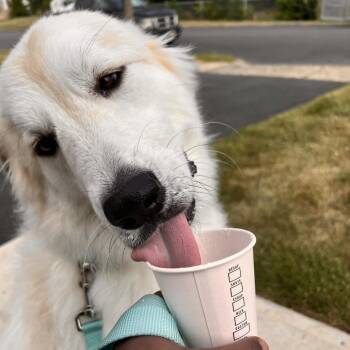 NY Bailey (Foster in Crompond) -  Great Pyrenees and Mixed Breed Dog for Adoption in Stormville, New York - NY Bailey (Foster In Crompond) | PetCurious