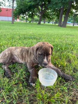 Phillip -  Terrier Dog for Adoption in Tulsa, Oklahoma - Phillip | PetCurious