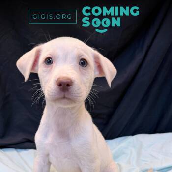 Mixed Breed Dogs Available for Adoption in Canal Winchester, Ohio - Wave | PetCurious