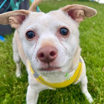 Chihuahua Dogs Available for Adoption in State College, Pennsylvania - Mortie | PetCurious