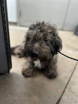 VENICE -  Mixed Breed Dog for Adoption in Dallas, Texas - VENICE | PetCurious