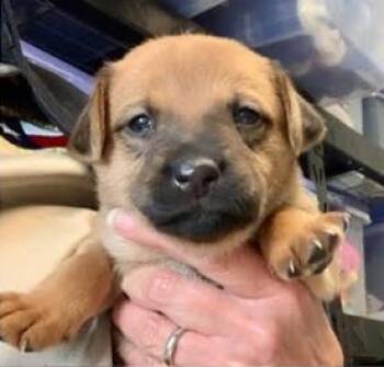 Pogo -  Mixed Breed Dog for Adoption in Fort Worth, Texas - Pogo | PetCurious