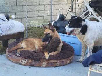 "Maca" aka Macaroon - located in CA -  Belgian Shepherd Malinois Dog for Adoption in Imlay City, Michigan - "Maca" Aka Macaroon - Located In CA | PetCurious