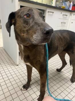 Calamity Jane -  Catahoula Leopard Dog and Mixed Breed Dog for Adoption in Fall River, Massachusetts - Calamity Jane | PetCurious