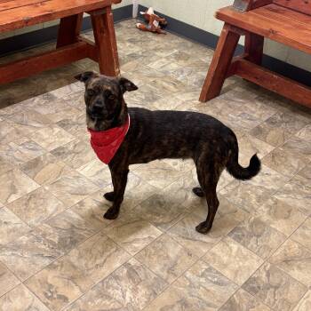 Rescue Terrier Dogs for Adoption in Pilot Point, Texas - Fudge | PetCurious