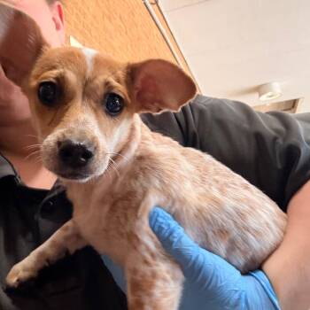 Bunny -  Miniature Dachshund and Chihuahua Dog for Adoption in Helena, Alabama - Bunny | PetCurious