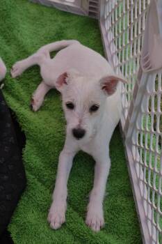 Rescue Poodle and Terrier Dogs for Adoption in Tucson, Arizona - Rocket | PetCurious