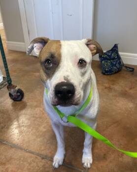 Rescue Pit Bull Terrier Dogs for Adoption in Bolivar, Missouri - Chance | PetCurious