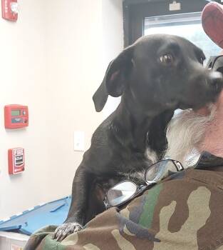 Rescue Dachshund Dogs for Adoption in Mocksville, North Carolina - Quinoa | PetCurious