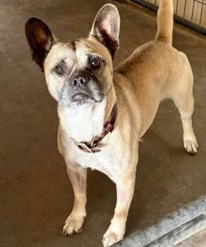 Chico -  French Bulldog and Chihuahua Dog for Adoption in Severance, Colorado - Chico | PetCurious
