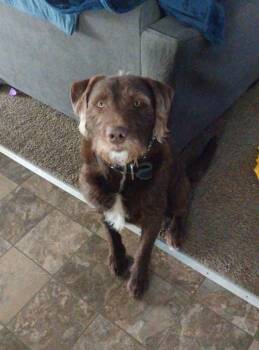 Labradoodle Dogs Available for Adoption - Charlie OS 0424 | PetCurious