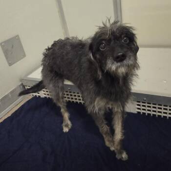 Bertha -  Mixed Breed Dog for Adoption in Ballston Spa, New York - Bertha | PetCurious