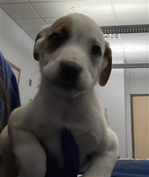 Mixed Breed Dogs Available for Adoption - CAPI | PetCurious