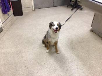 Australian Shepherd Dogs Available for Adoption - BUTTON | PetCurious