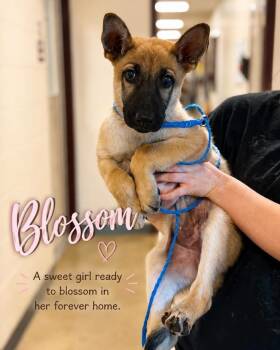 Blossom -  German Shepherd Dog Dog for Adoption - Blossom | PetCurious