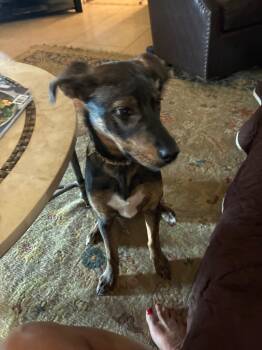 Rescue Hound Dogs for Adoption in Mustang, Oklahoma - Rosie | PetCurious