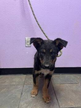 Mixed Breed Dogs Available for Adoption in El Paso, Texas - 60828199 | PetCurious