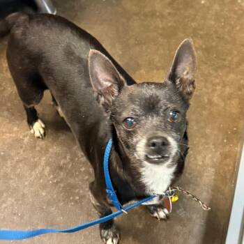 Lil Girl -  Chihuahua Dog for Adoption in Bend, Oregon - Lil Girl | PetCurious