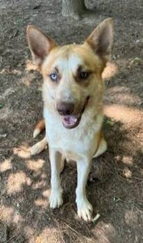 Teddy -  German Shepherd Dog and Husky Dog for Adoption in Alexander, Arkansas - Teddy | PetCurious