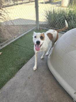 Rescue Pit Bull Terrier and Mixed Breed Dogs for Adoption in Chula Vista, California - BOOGIE | PetCurious