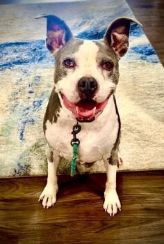 Rescue Pit Bull Terrier Dogs for Adoption in Effingham, Illinois - Loki | PetCurious