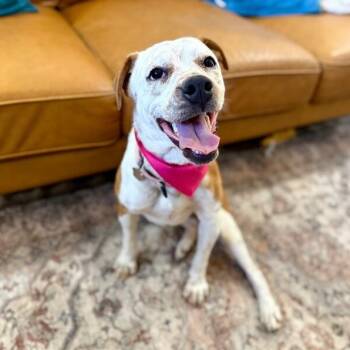 Pippi Longstocking Pocket Sparkle -  Pit Bull Terrier and Pointer Dog for Adoption in Friendswood, Texas - Pippi Longstocking Pocket Sparkle | PetCurious