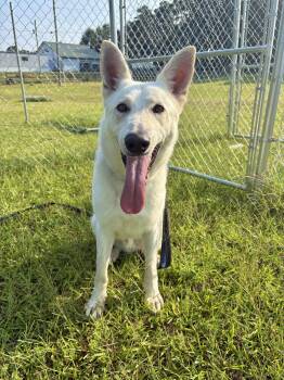 Titus -  German Shepherd Dog Dog for Adoption in Winnsboro, South Carolina - Titus | PetCurious
