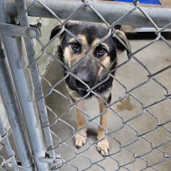 Rescue Shepherd and Mixed Breed Dogs for Adoption in Eureka Springs, Arkansas - Bamboo | PetCurious