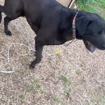 Junior -  Black Labrador Retriever Dog for Adoption in Rossville, Georgia - Junior | PetCurious