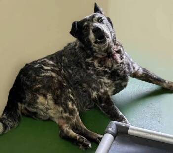 Cattle Dog Dogs Available for Adoption - Lady - At Shelter | PetCurious