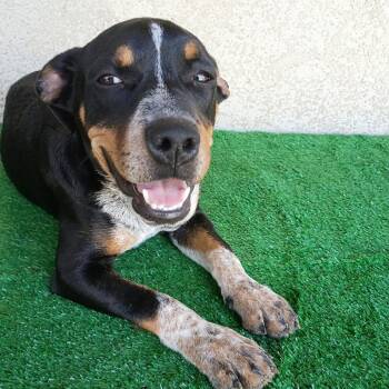 Otis -  Australian Cattle Dog Blue Heeler and Bluetick Coonhound Dog for Adoption in Sacramento, California - Otis | PetCurious