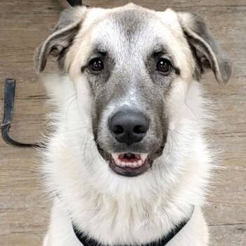 Great Pyrenees and Terrier Dogs Available for Adoption - Zorro | PetCurious